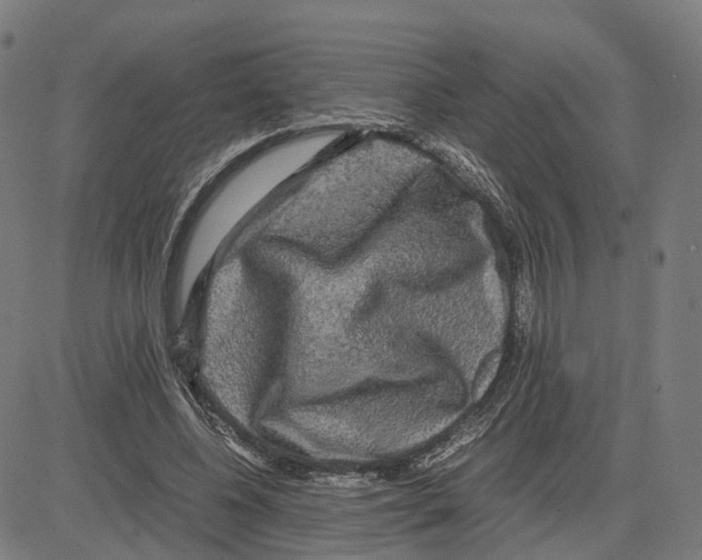 X0000083640540200703121722