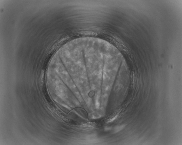 X0000083640550200703121722