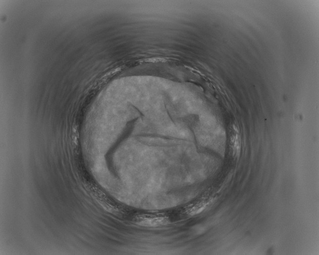 X0000083640555200703121722