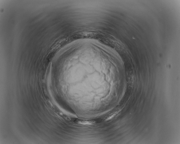 X0000083640558200703121722