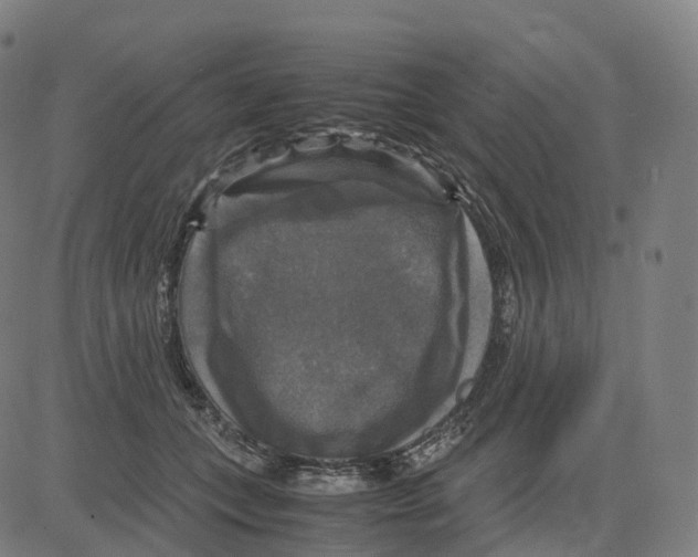 X0000083640559200703121722