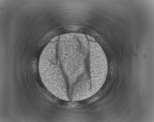 X0000083640612200703121721