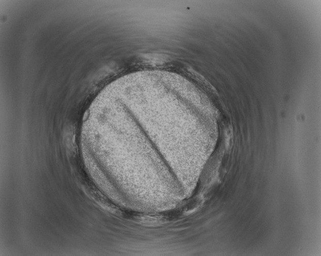 X0000083640615200703121721