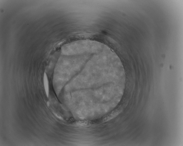 X0000083640624200703121721