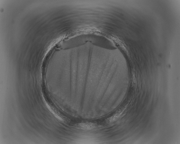 X0000083640630200703121720