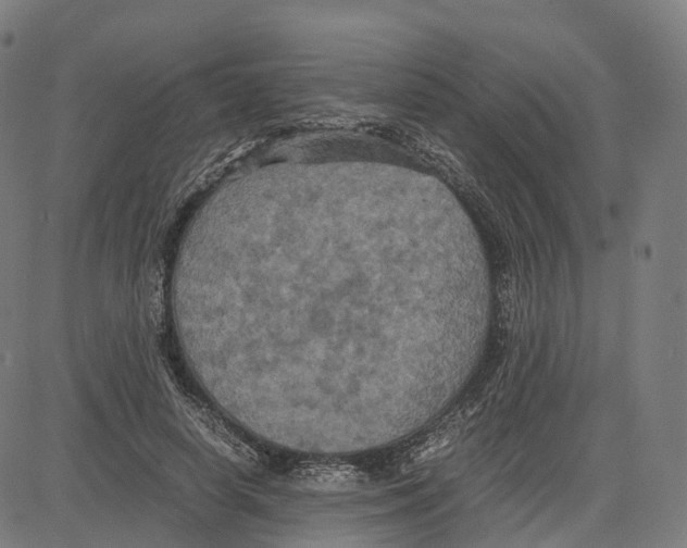 X0000083640642200703121721