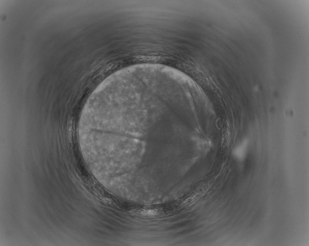 X0000083640647200703121721