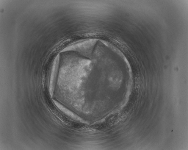 X0000083640648200703121721