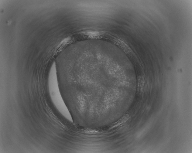 X0000083640650200703121721