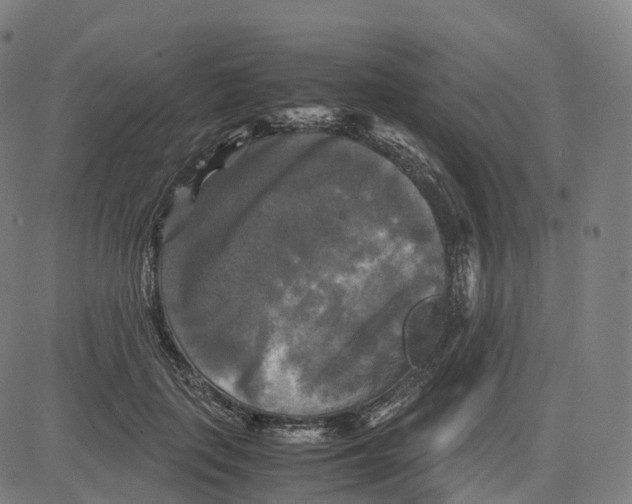 X0000083640651200703121721