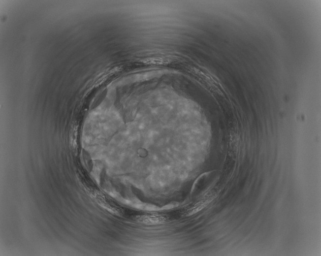 X0000083640652200703121721