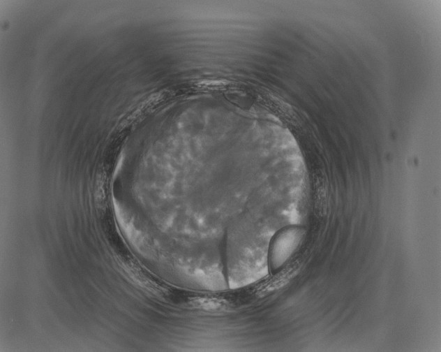 X0000083640654200703121721