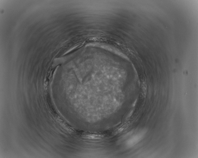 X0000083640657200703121721