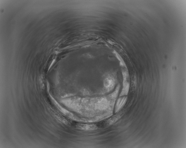 X0000083640663200703121721