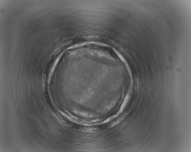 X0000083640664200703121721