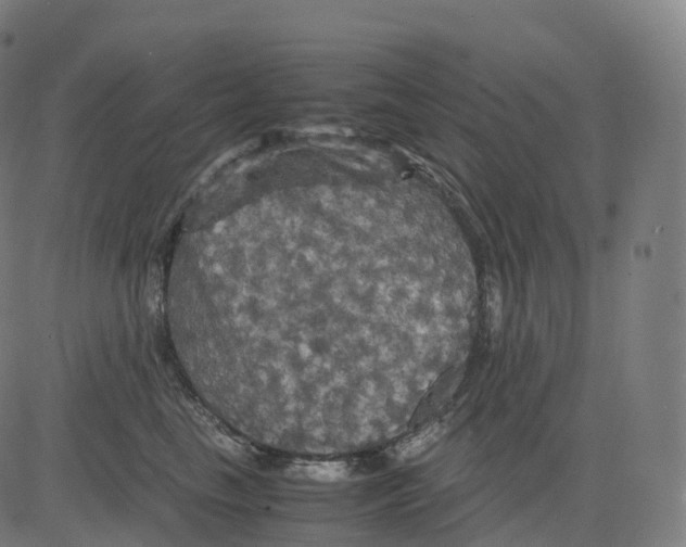 X0000083640665200703121721