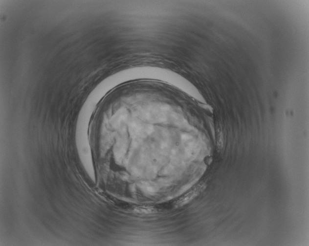 X0000083640666200703121721