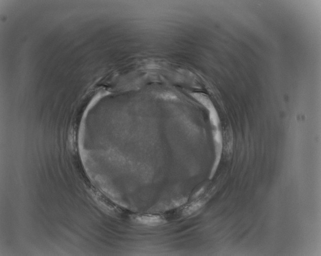 X0000083640669200703121721