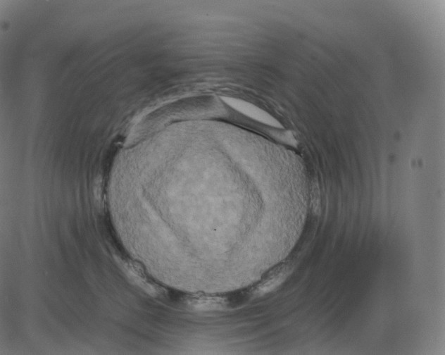 X0000083640670200703121721