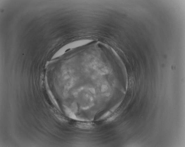 X0000083640671200703121721