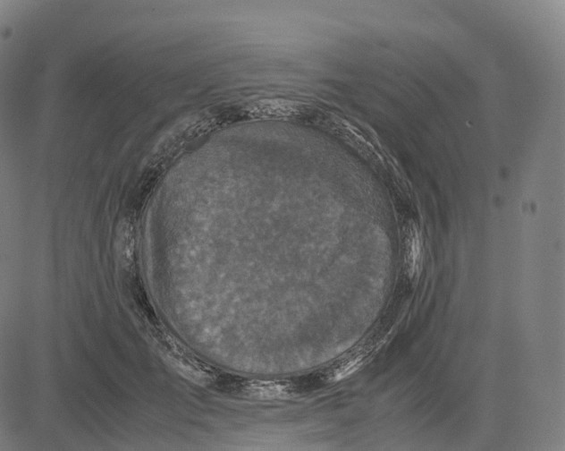 X0000083640701200703121720