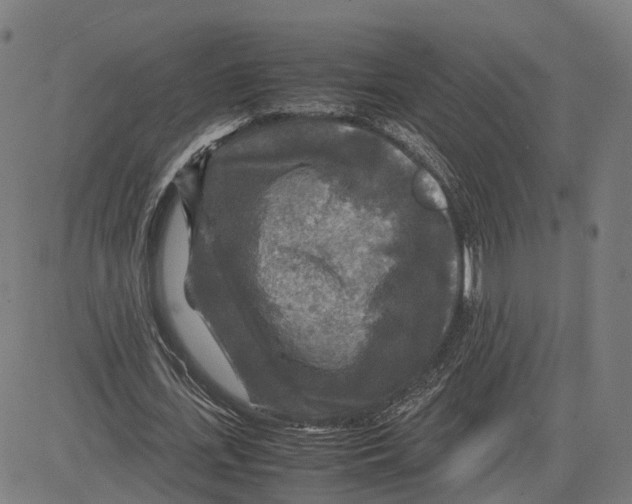 X0000083640723200703121719