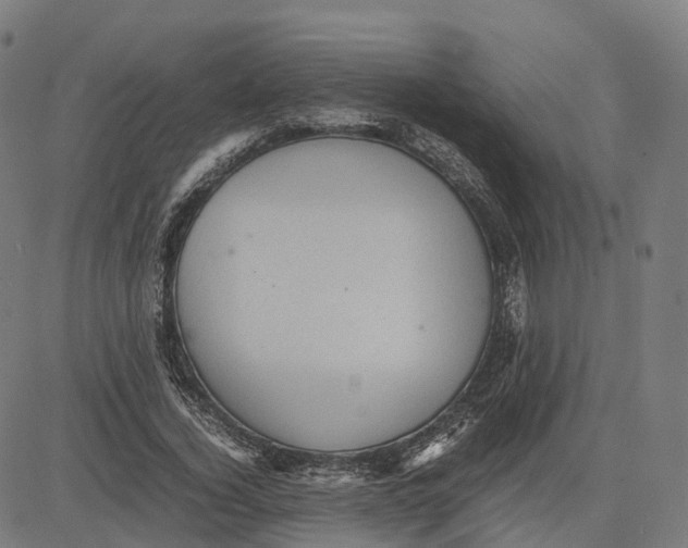 X0000083640732200703121719