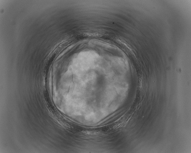 X0000083640733200703121719