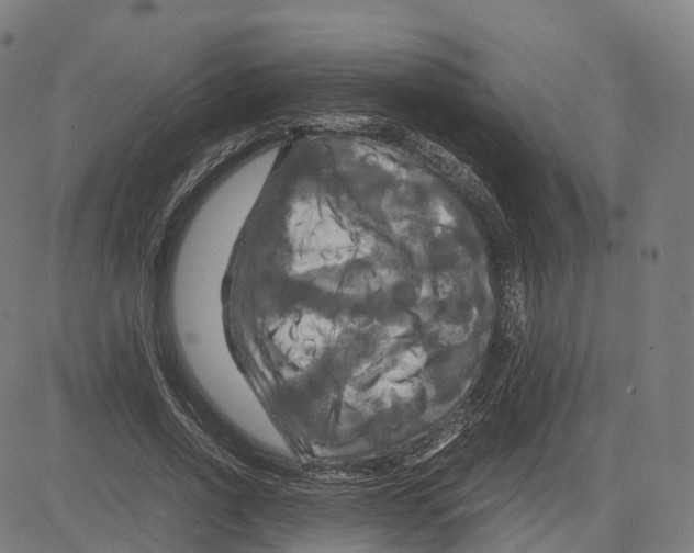 X0000083640734200703121719