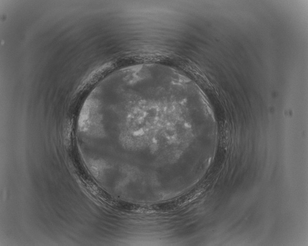 X0000083640742200703121719