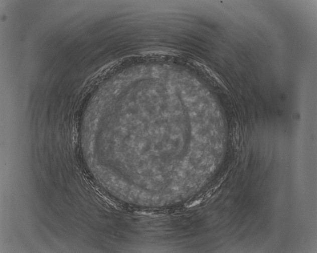 X0000083640821200703121717