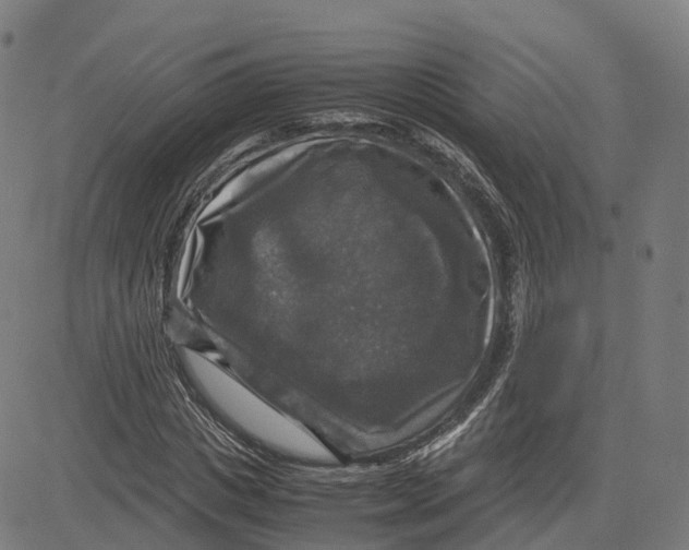 X0000083640825200703121717