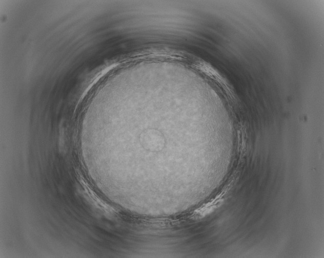 X0000083640828200703121717