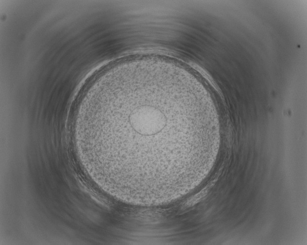 X0000083640832200703121717