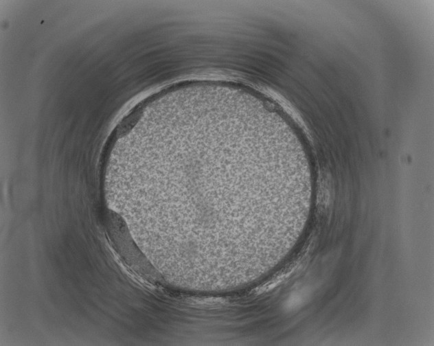 X0000083640837200703121717