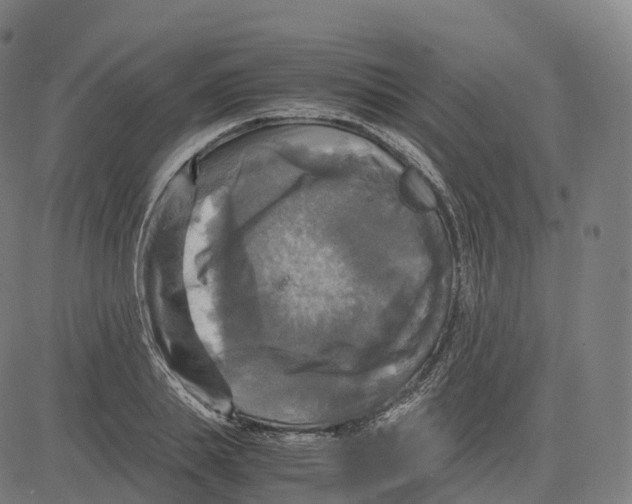 X0000083640839200703121717