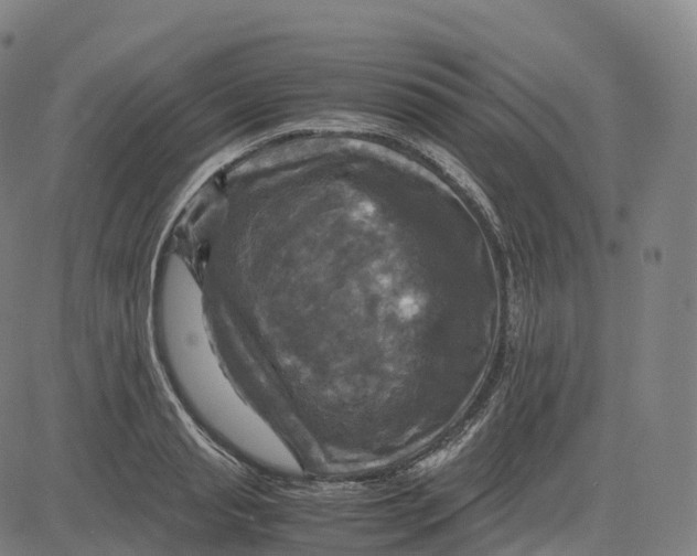 X0000083640845200703121717