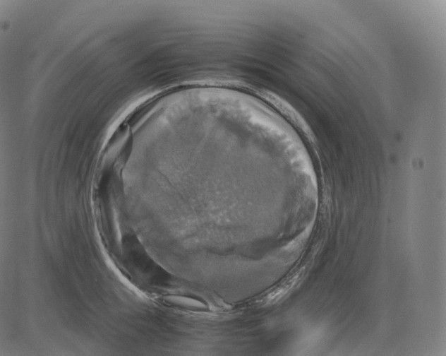 X0000083640855200703121718