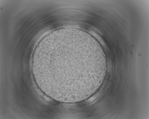 X0000083640856200703121718