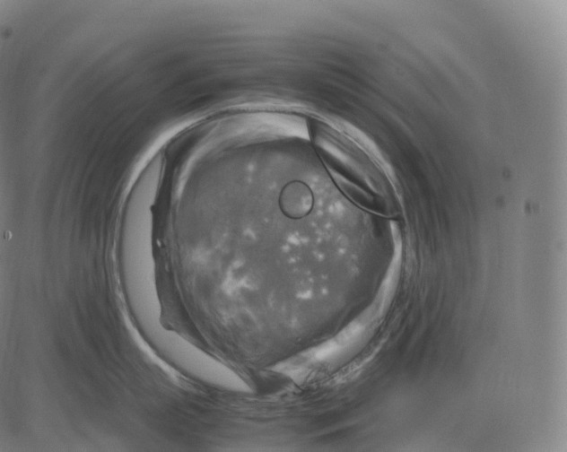 X0000083640863200703121718