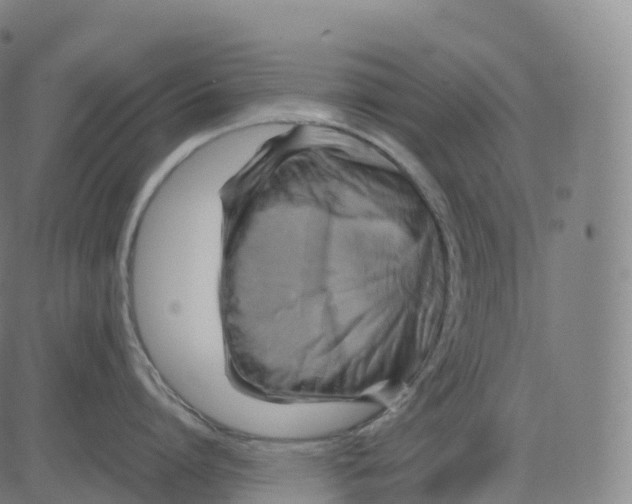 X0000083640864200703121718