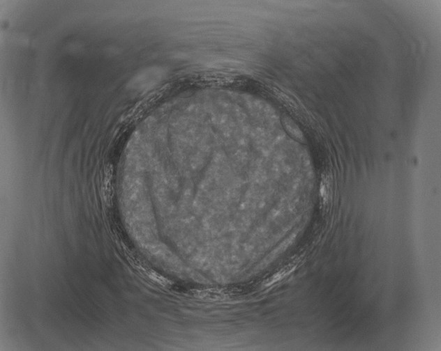 X0000083640867200703121717