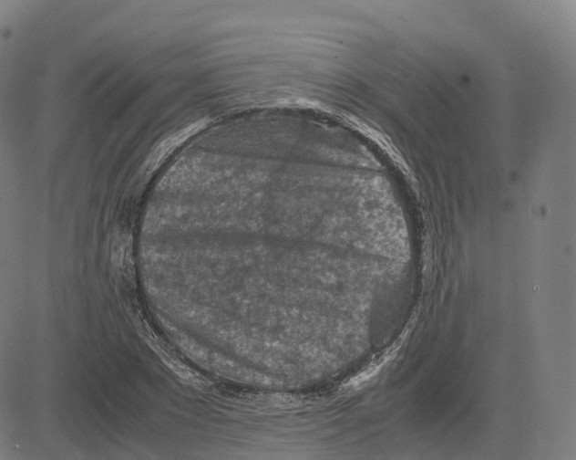 X0000083640881200703121717