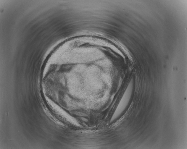 X0000083640896200703121716