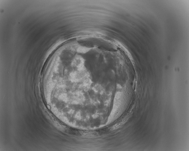 X0000083640899200703121716