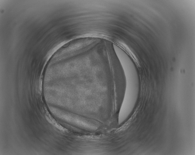 X0000083640900200703121716