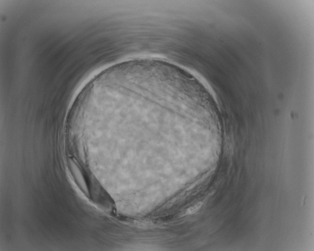 X0000083640911200703121716