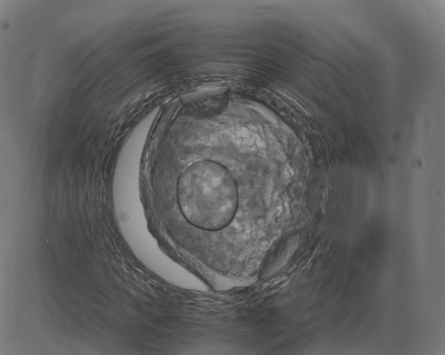 X0000083640917200703121715