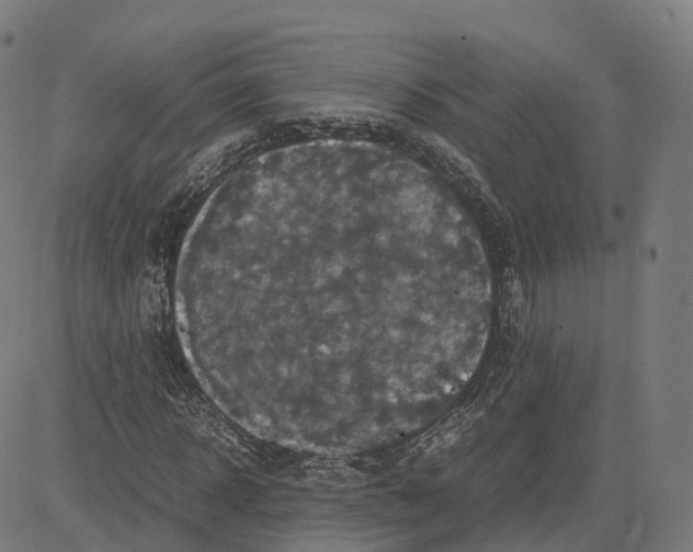 X0000083640918200703121715