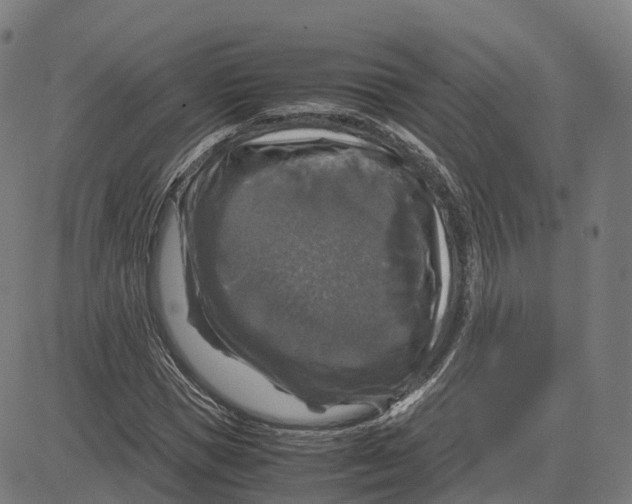 X0000083640921200703121716